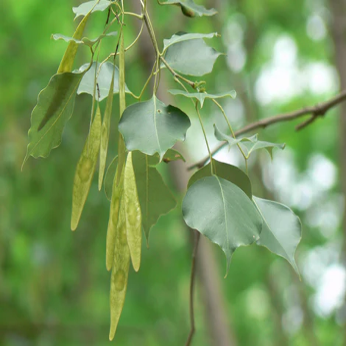 Dalbergia Latifolia , Black Rosewood - 50 Seeds Pack