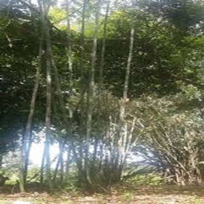 Dendrocalamus Longispathus , Large Clumping Bamboo - 50 Seeds Pack