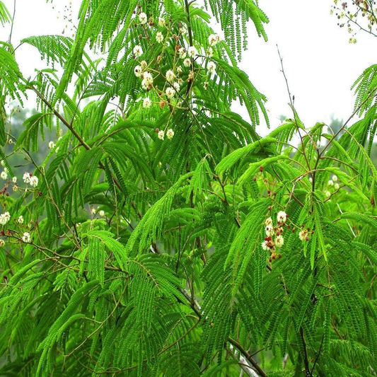 Acacia Caesia, Soap Pod Acacia - 50 Seeds Pack