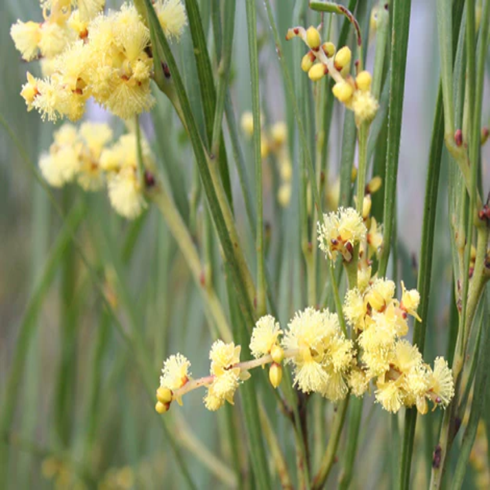 Acacia Elatior ,  Umbrella Thorn Acacia - 25 Seeds Pack