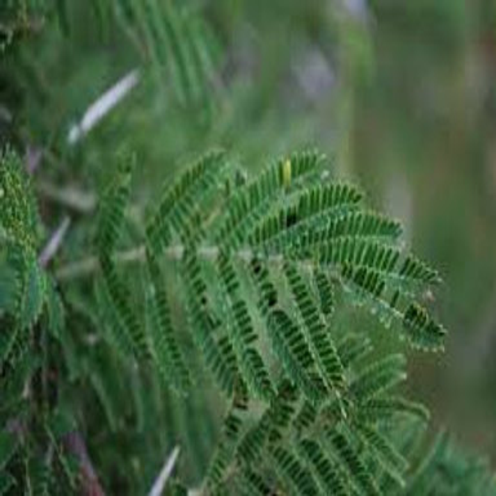 Acacia Gerrardii , Gerrard’s Acacia - 10 Seeds Pack