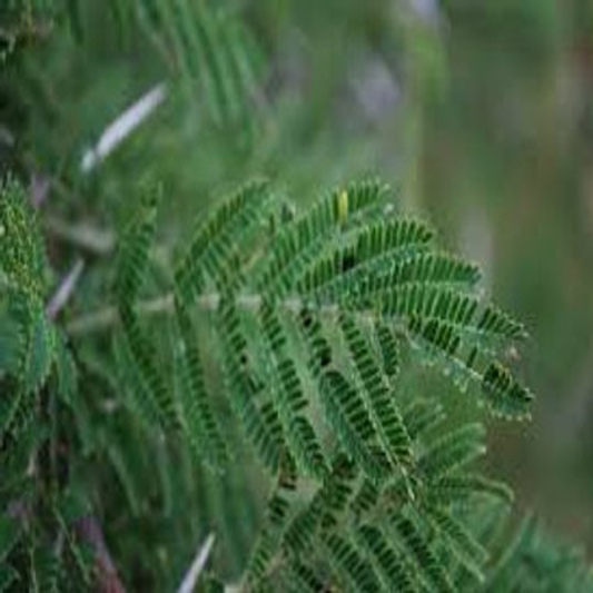 Acacia Gerrardii , Gerrard’s Acacia - 10 Seeds Pack