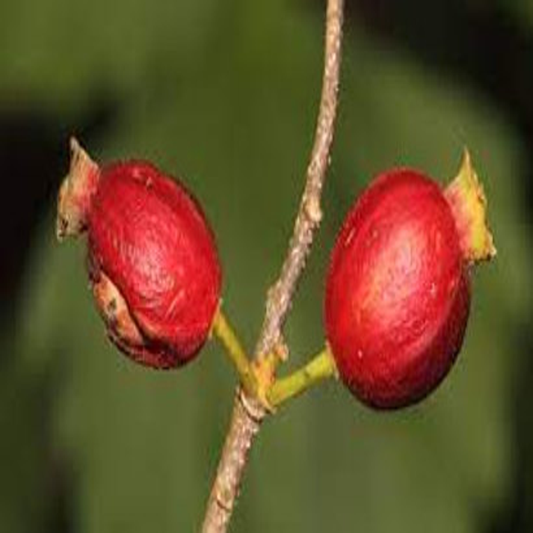 Alangium salvifolium, Sage Leaved Alangium - 5 Seeds Pack