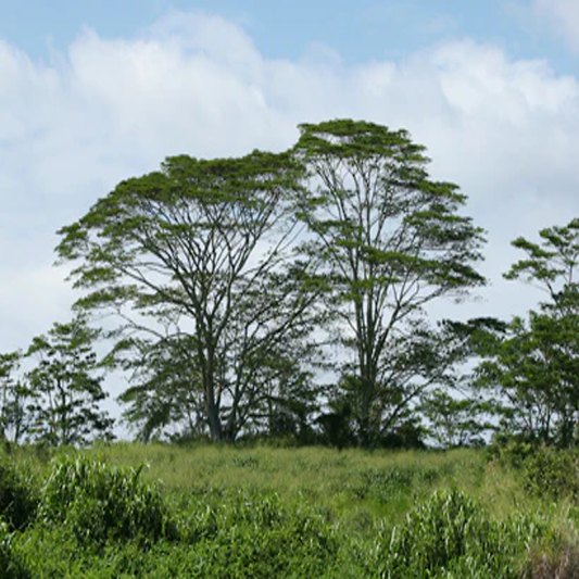 Albizia Falcataria , Moluccan Albizia - 25 Seeds Pack