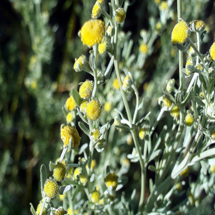 Artemisia Judaica , Desert Wormwood - 25 Seeds Pack