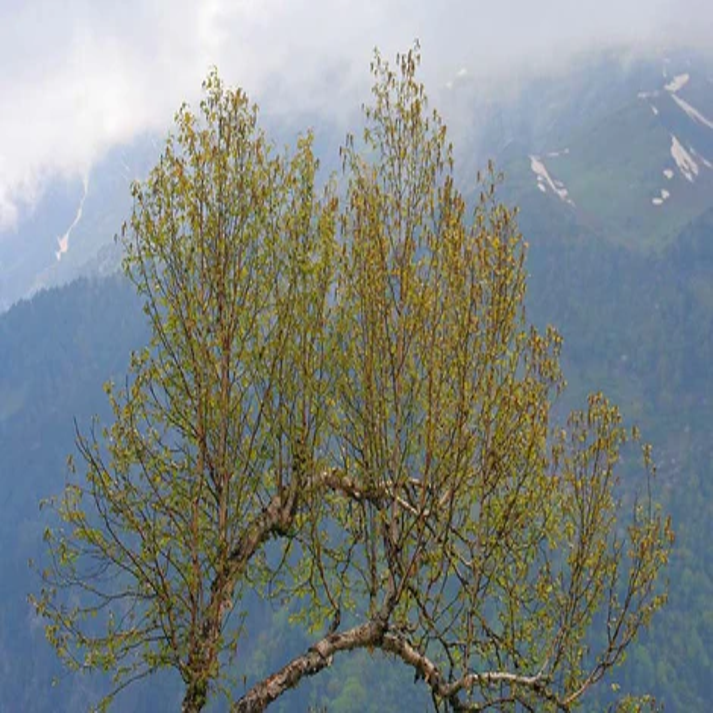 Betula Utilis , Himalayan Birch - 50 Seeds Pack
