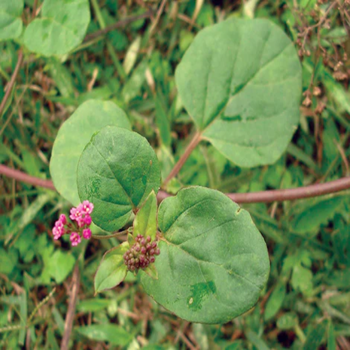 Boerhavia Diffusa , Spreading Hogweed - 25 Seeds Pack