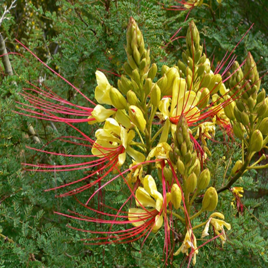 Caesalpinia Gilliesii , Yellow Bird of Paradise - 25 Seeds Pack