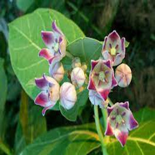Calotropis Procera, Apple of Sodom - 50 Seeds Pack