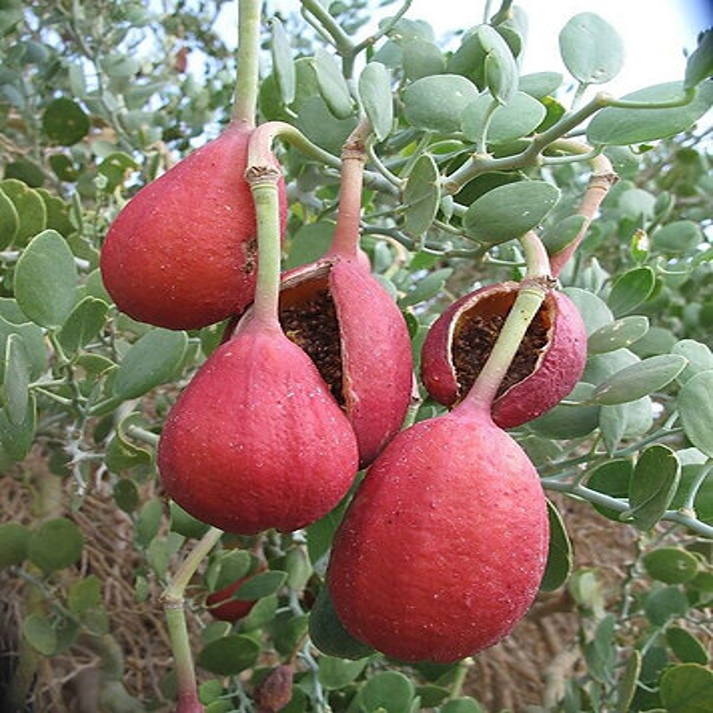 Capparis Cartilaginea , Desert Caper - 10 Seeds Pack