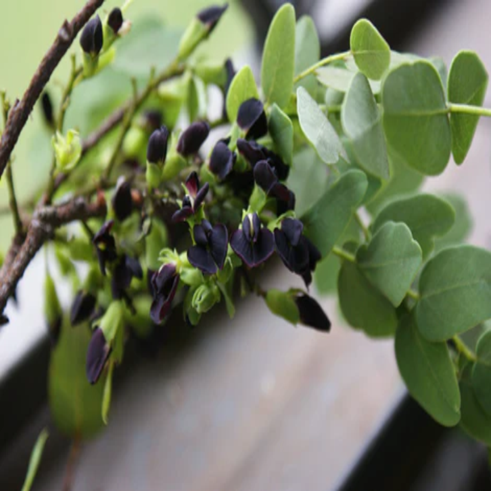 Dalbergia Miscolobium, Brazilian Rosewood - 25 Seeds Pack