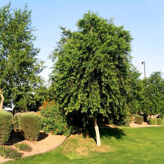 Dalbergia Sissoo, Indian Rosewood - 100 Seeds Pack
