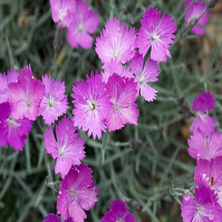 Dianthus Oschtenica , Mountain Pink - 20 Seeds Pack