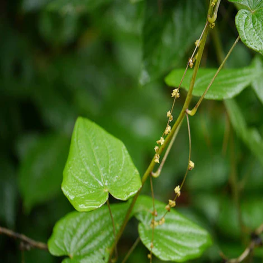Dioscorea Deltoidea , Himalayan Wild Yam - 25 Seeds Pack