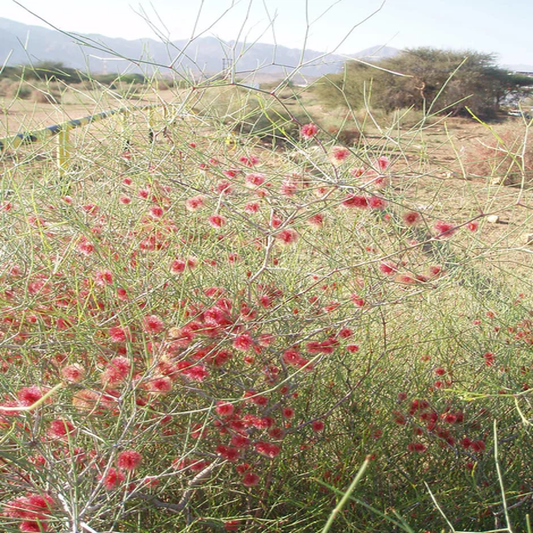 Calligonum Comosum , Desert Calligonum -  10 Seeds Pack