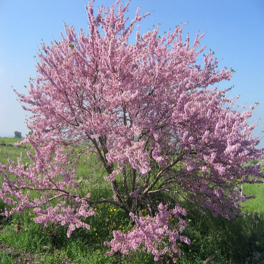 Cercis Siliquastrum , Mediterranean Redbud - 25 Seeds Pack