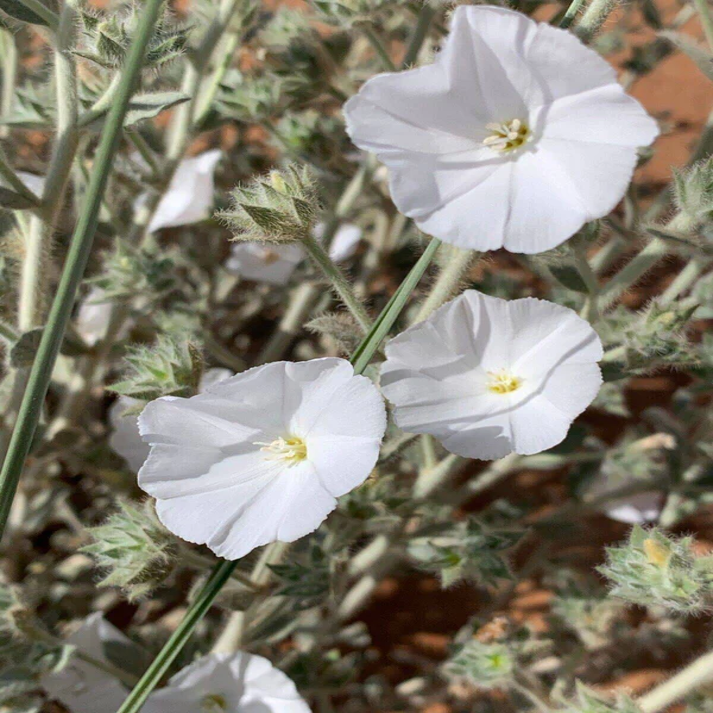 Convolvulus Cephalopods , Desert Morning Glory - 25 Seeds Pack