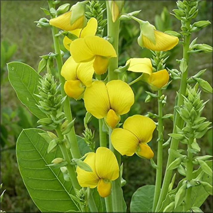 Crotalaria Spectabilis , Showy Rattlebox - 20 Seeds Pack