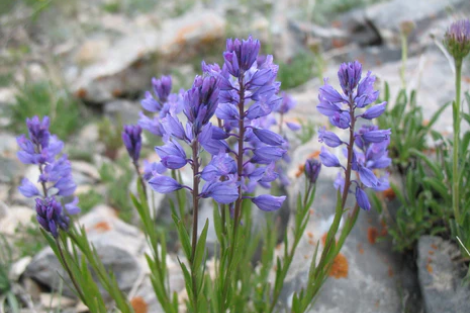 10 Polygala hybrida Seeds