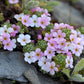 10 Arctostaphylos alpina Seeds, Alpine bearberry Seeds