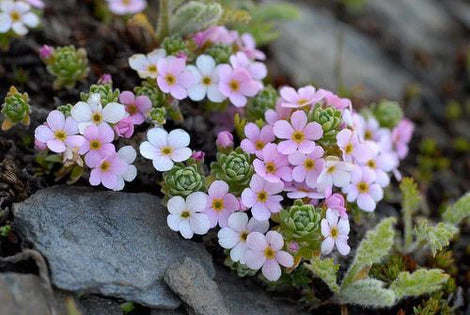 10 Arctostaphylos alpina Seeds, Alpine bearberry Seeds